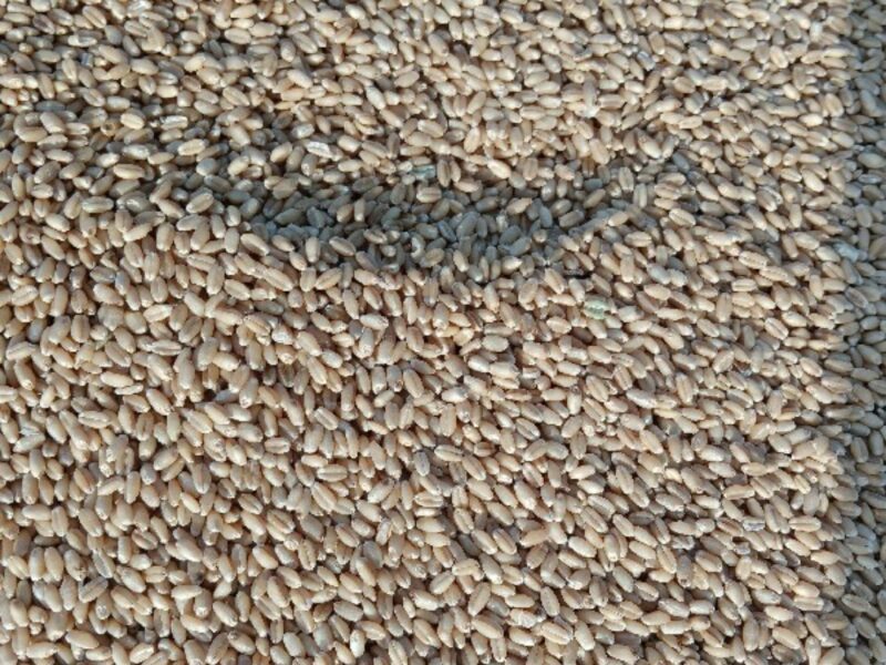 લોકવન ઘઉં વેચવાના છે.