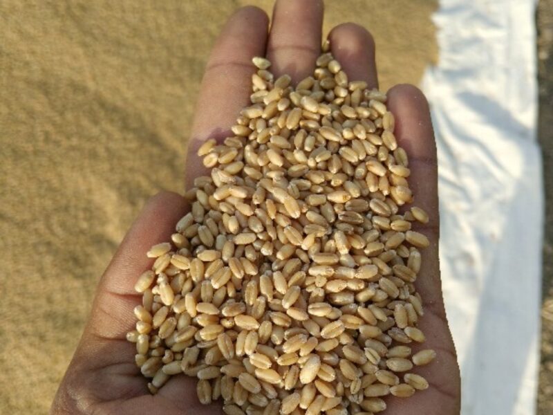 લોકવન ઘઉં વેચવાના છે.