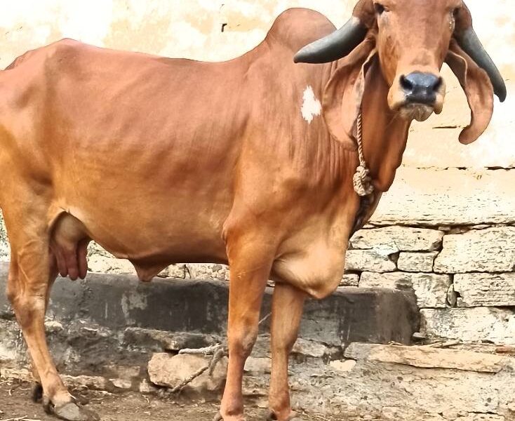Top gir gay for sell