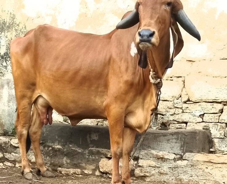Top gir gay for sell