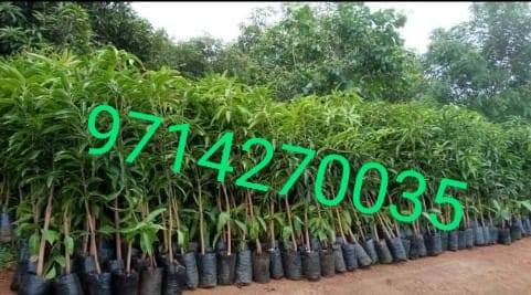 આંબાની કલમ લેવા માટે સંપર્ક