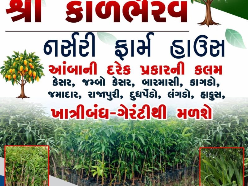 આંબાની કલમ લેવા માટે સંપર્ક