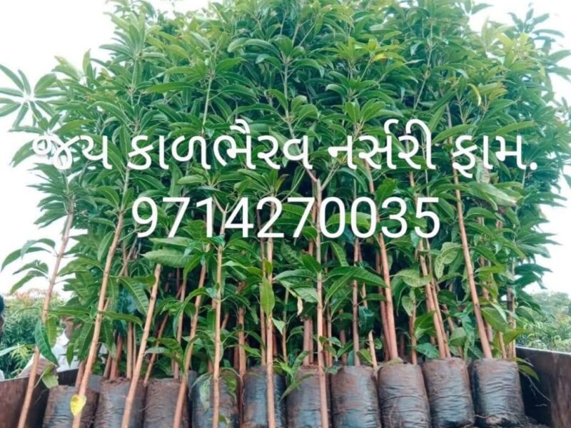 આંબાની કલમ લેવા માટે સંપર્ક