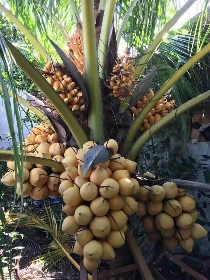 krushibazaar naliyer coconut le vech
